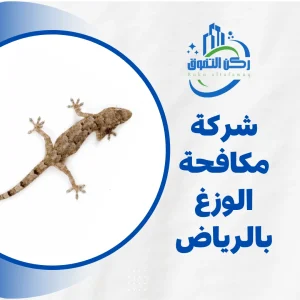 شركة مكافحة الوزغ بالرياض